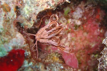 Image showing Feather star