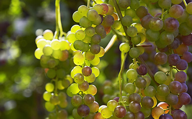 Image showing grapes ready for harvest