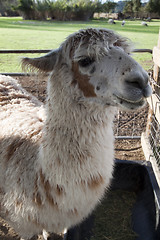 Image showing Llama Closeup