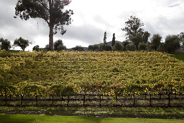 Image showing Hillside Grape Vines