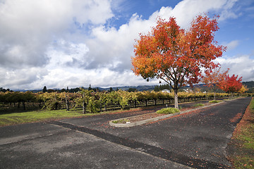 Image showing Vineyard Landscape