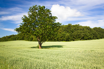 Image showing Tree in the field