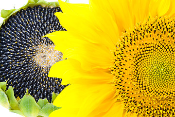 Image showing Sunflowers