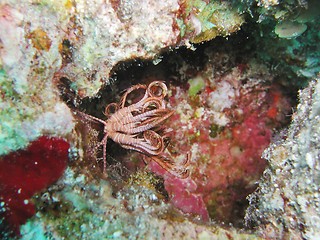 Image showing Feather star