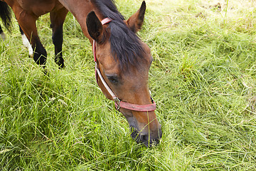 Image showing brown horse is eating green grass