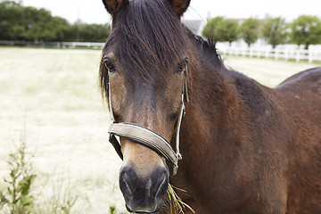 Image showing  brown horse is eating green grass