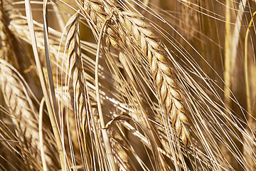 Image showing Corn Crop
