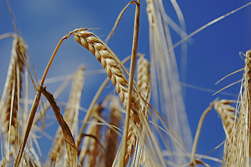 Image showing Corn Crop