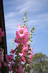 Image showing Pink hollyhocks