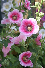 Image showing Marvellous hollyhocks