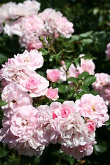 Image showing Pink polyanta roses