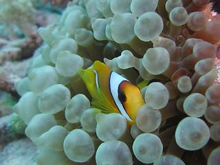 Image showing Anemonefish