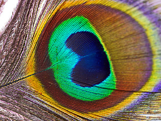 Image showing peacock feather shed naturally