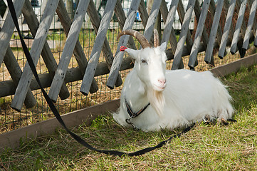 Image showing The white goat is adhered to a fence