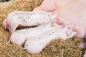 Image showing The pig feeds small pink pigs