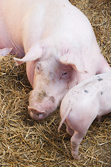 Image showing The pig feeds small pink pigs