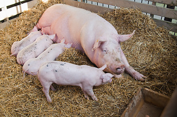 Image showing The pig feeds small pink pigs