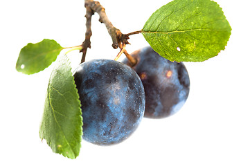 Image showing Branch with two ripe plums, it is isolated on white