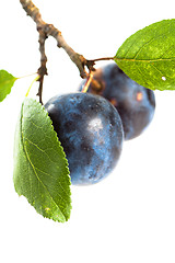 Image showing Branch with two ripe plums, it is isolated on white