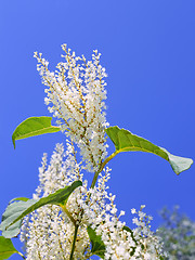 Image showing Plant with white flowers 