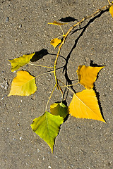 Image showing Aspen twig on asphalt