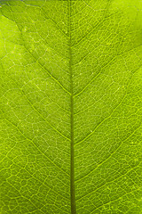 Image showing green leaf surface