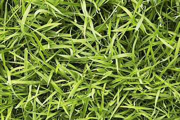 Image showing green fresh grass 