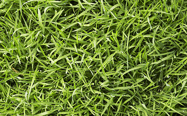 Image showing green fresh grass 