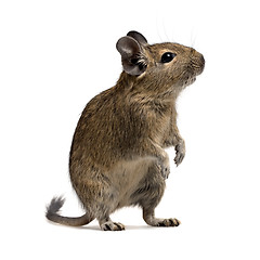 Image showing degu pet