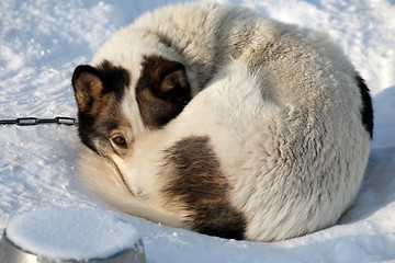 Image showing melancholy dog