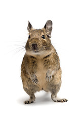 Image showing degu closeup