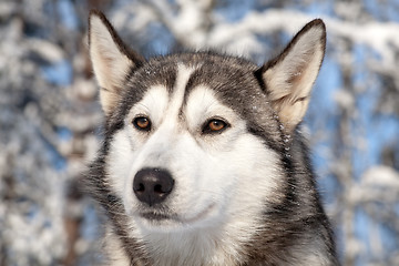 Image showing close-up portrait of sled dog