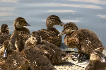 Image showing Baby ducks