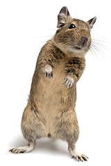 Image showing standing degu