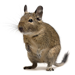 Image showing funny degu