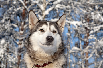 Image showing sled dog close-up