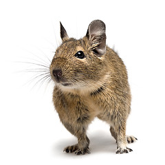 Image showing funny degu