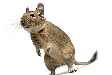 Image showing funny degu