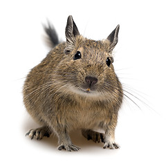 Image showing degu pet