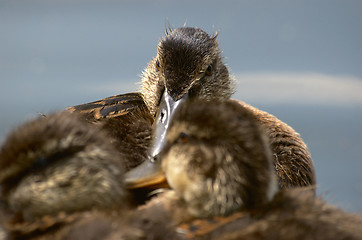 Image showing Baby ducks