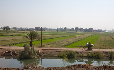 Image showing Egypt donkey