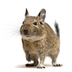 Image showing degu closeup