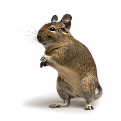 Image showing standing degu