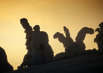 Image showing frozen trees