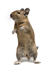 Image showing standing degu