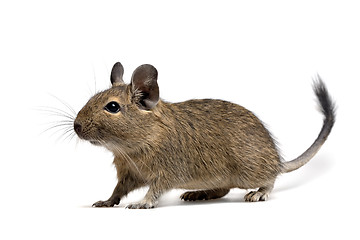 Image showing degu