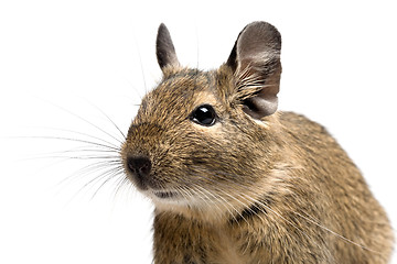 Image showing degu closeup