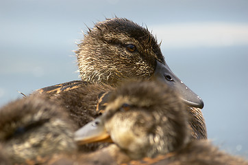 Image showing Baby ducks