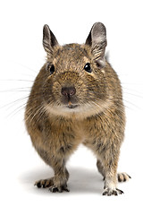 Image showing degu