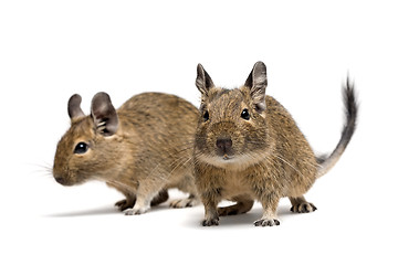 Image showing degu pets